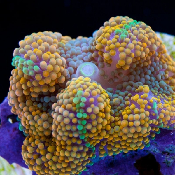 Bubble Pearl G - Reef Aquários - Animais Marinhos