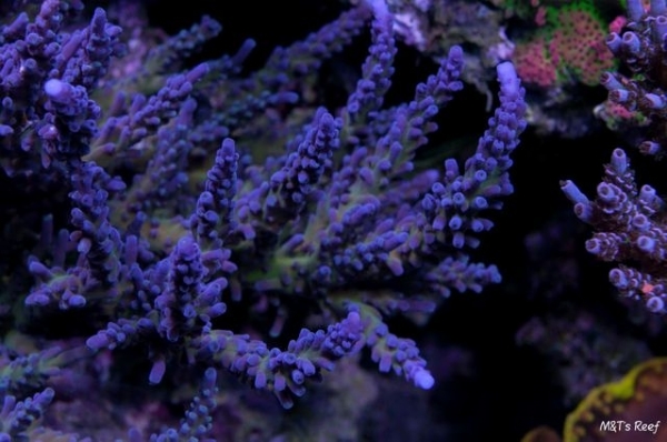 Turquoise Staghorn Acropora