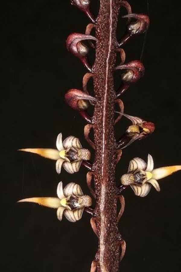 Bulbophyllum maximum