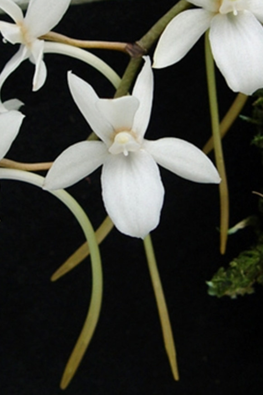 Aerangis fastuosa: Orquidea miniatura 