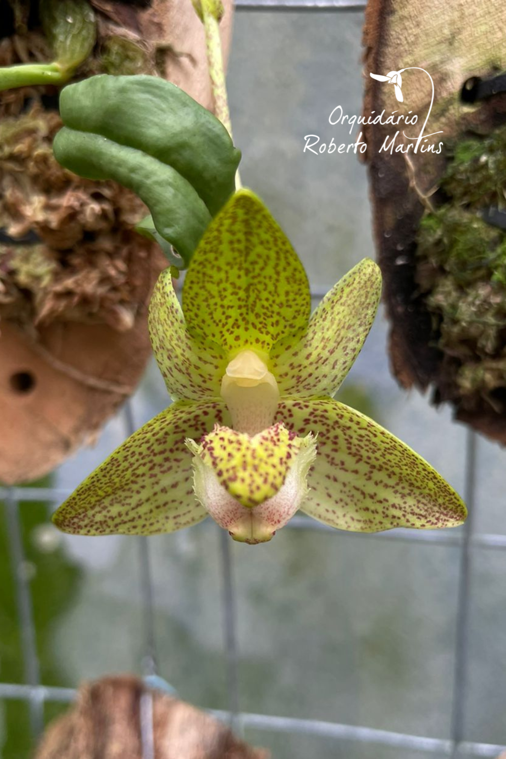 Bulbophyllum Pectinatum bulbophyllum-pectinatum