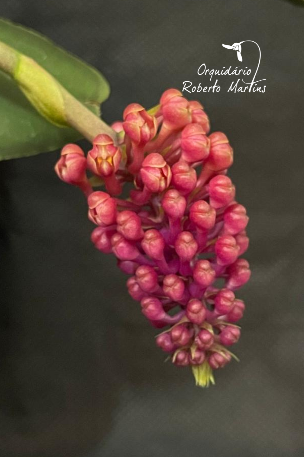 Robiquetia cerina II