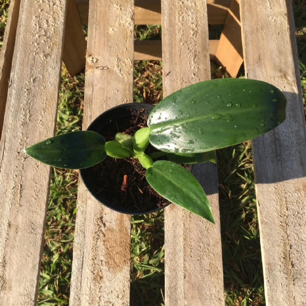 Philodendron martianum `Pacová`