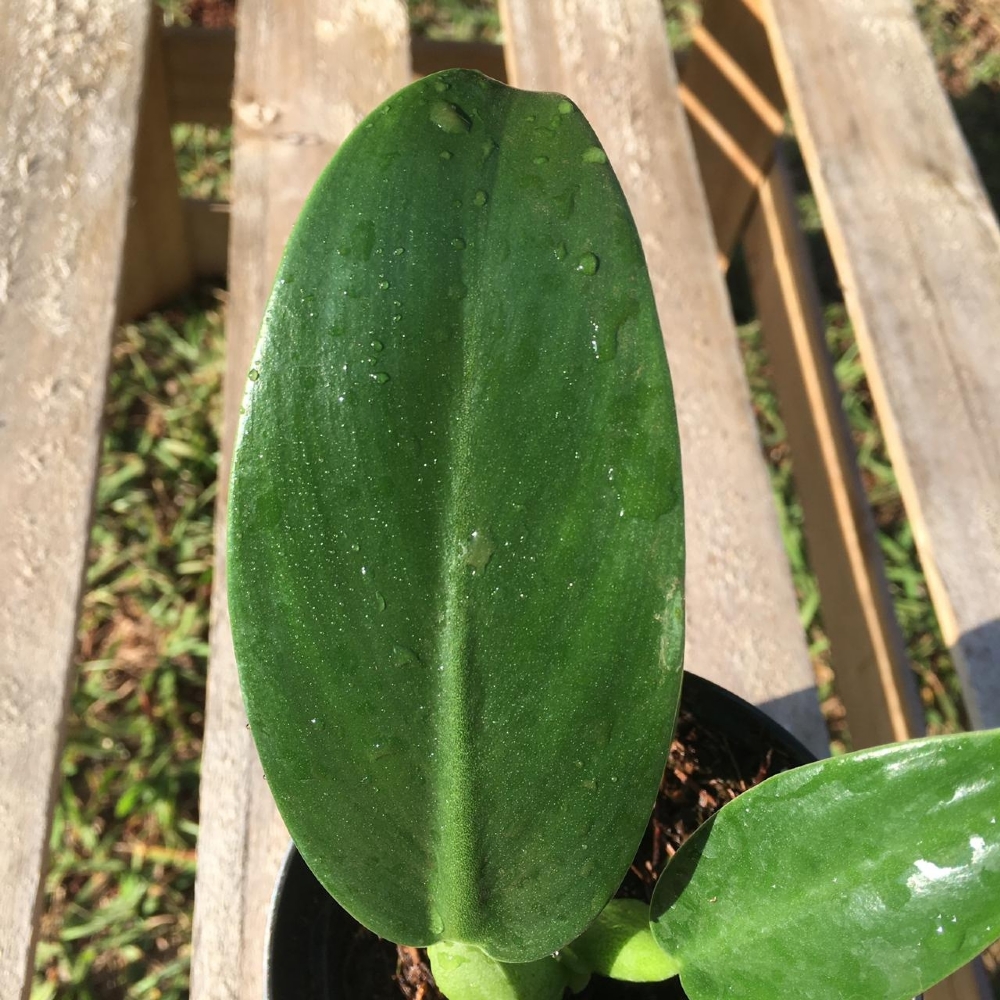 Philodendron martianum `Pacová`