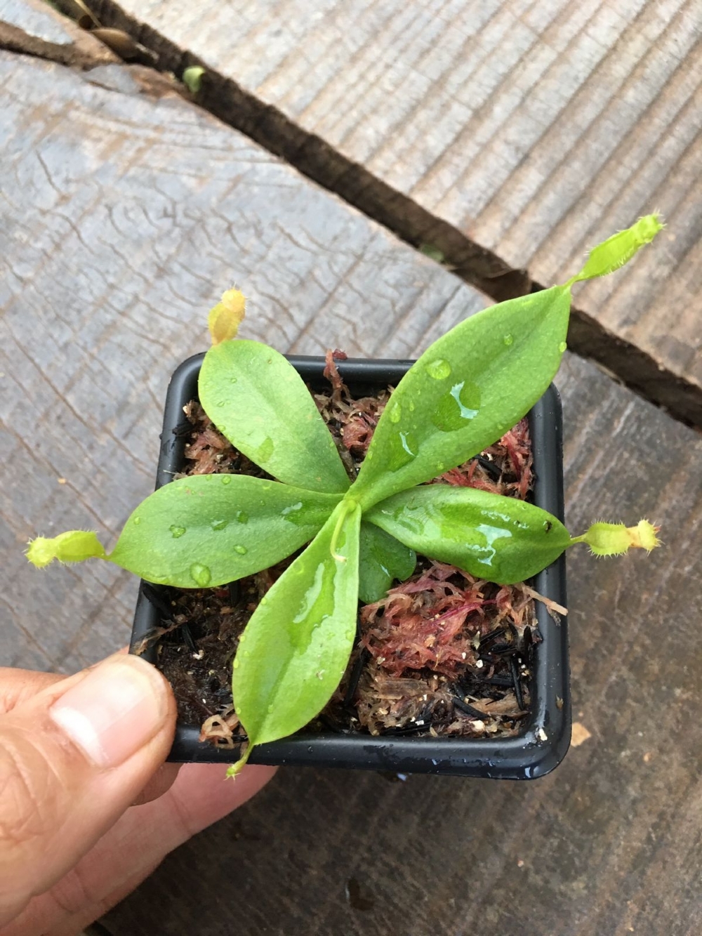 Nepenthes merrilliana