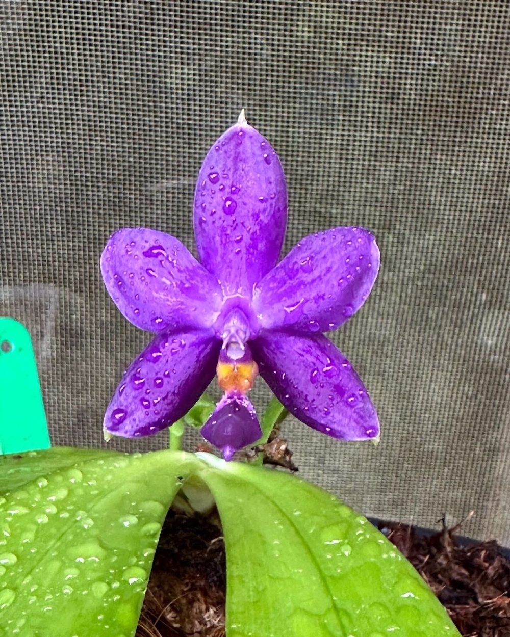 Phal Violacea Fma Coerulea Indigo Blue phal-violacea-fma-coerulea-indigo-blue